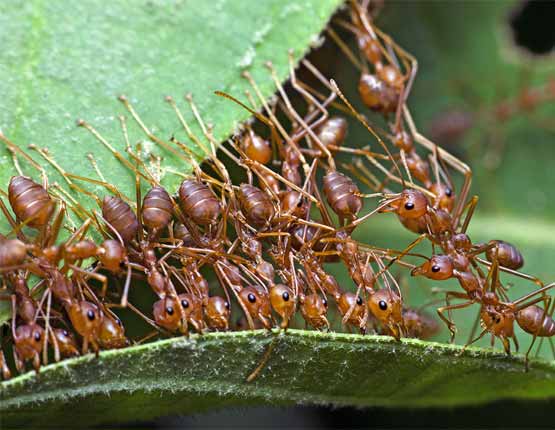 ant control success